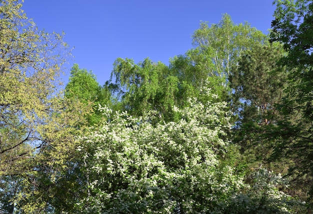 Kirschblüte im Park