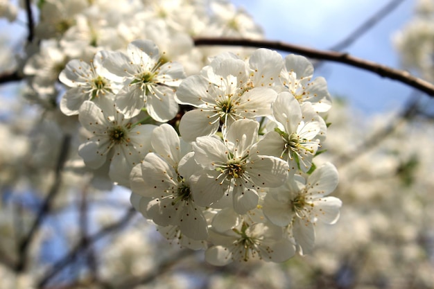 Kirschblüte im sonnigen Frühlingsgarten auf verschwommenem Hintergrund