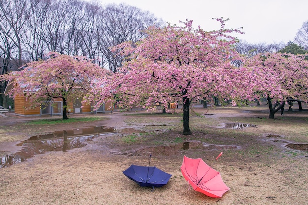 Foto kirschblüte in einem garten mit regenschirm