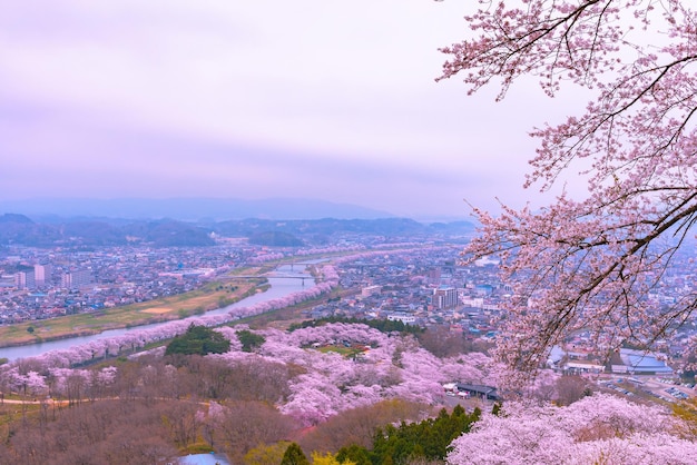 Kirschblüte in Funaoka Castle Ruin Park Präfektur Miyagi Japan