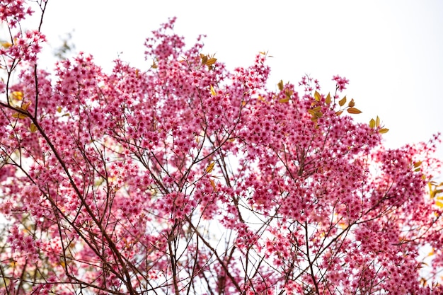 Kirschblüte in Khun Wang Chiang Mai Thailand