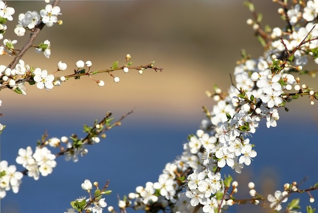 Kirschblüte in Kopenhagen Dänemark