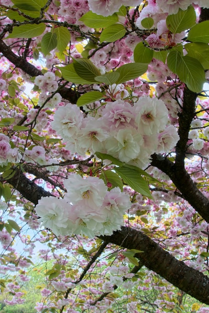 Kirschblüte in Roath Park Cardiff