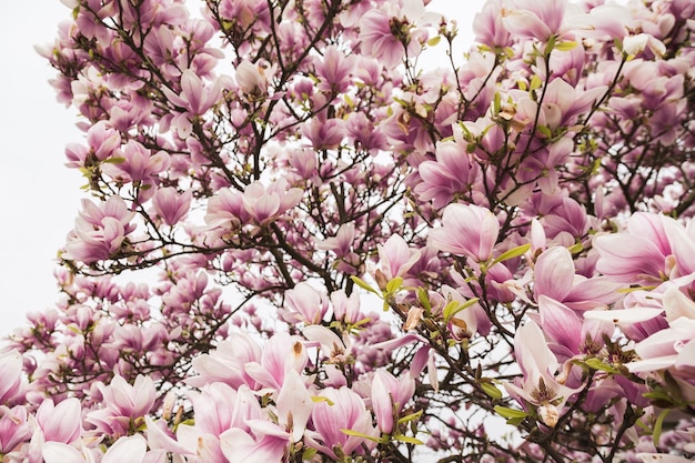 Kirschblüte in rosa leuchtender Farbe auf großem Baum