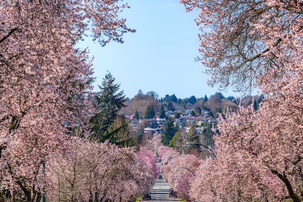 Kirschblüte in Vancouver City West 22nd Avenue Kirschbaum in voller Blüte in Folge BC Kanada