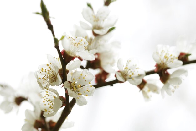 Foto kirschblüte in voller blüte kirschblüten in kleinen büscheln auf einem kirschbaumzweig