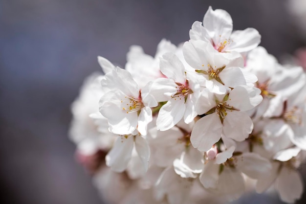 Kirschblüte in voller Blüte