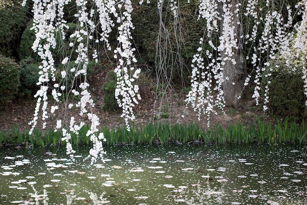 Kirschblüte in voller Blüte