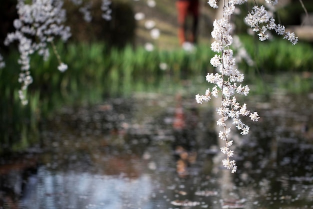 Kirschblüte in voller Blüte