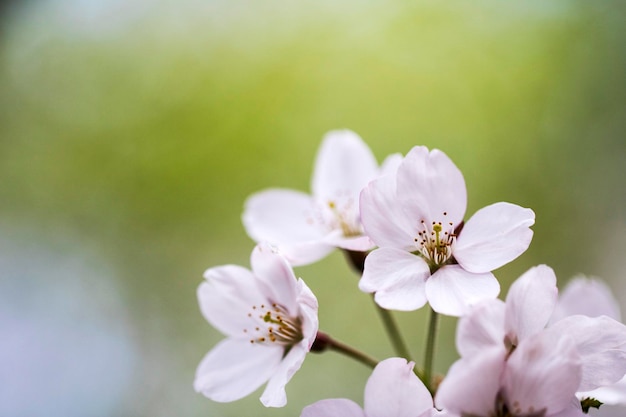 Kirschblüte in voller Blüte