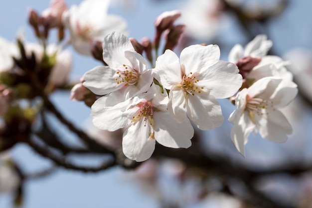 Kirschblüte in voller Blüte