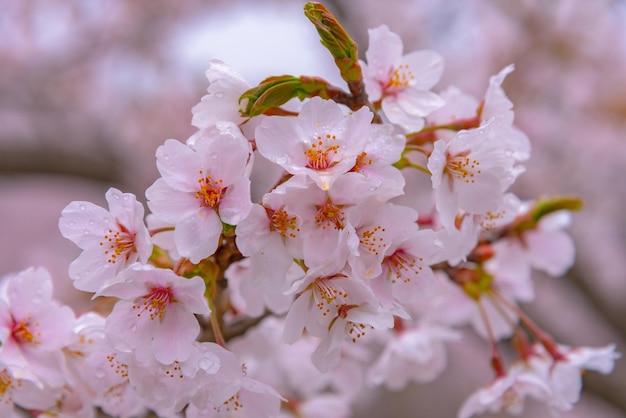 Kirschblüte in voller Blüte