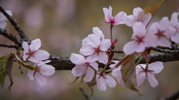 Kirschblüte Japanische blühende Kirschen Sakura