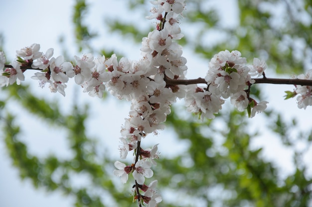 Foto kirschblüte mit kreuzform