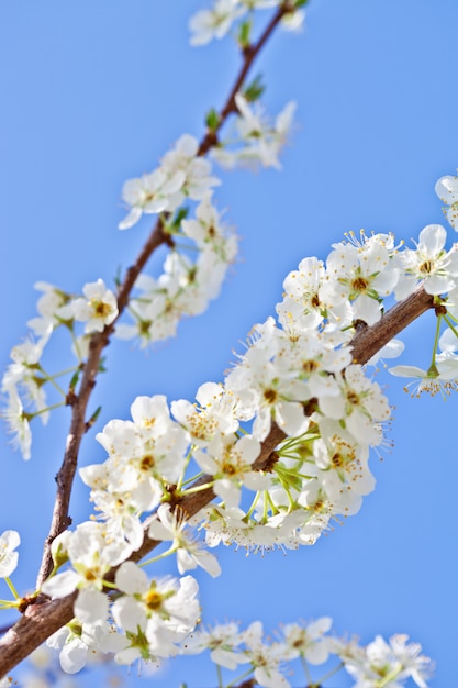 Kirschblüte mit weißen Blüten