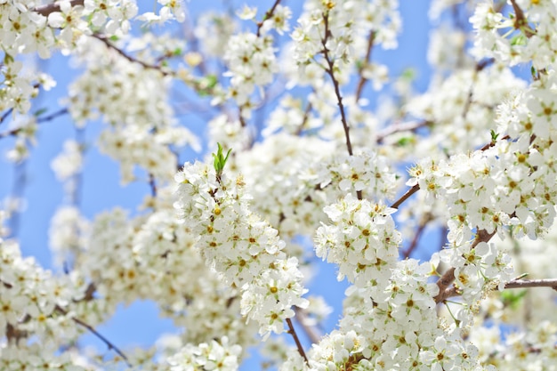 Kirschblüte mit weißen Blüten