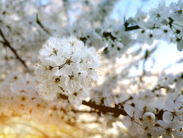 Kirschblüte oder Aprikose im Morgensonnenlicht