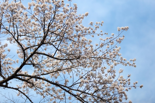 Kirschblüte oder Kirschblüte bei Kawaguchiko, Japan
