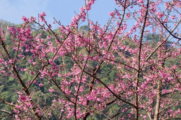 Kirschblüte oder Kirschblüte blüht an Doi-angkhang Berg