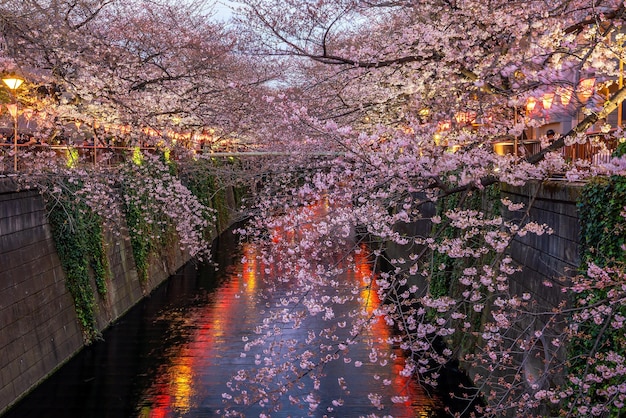 Kirschblüte oder Sakura am Meguro-Kanal in Tokio Japan