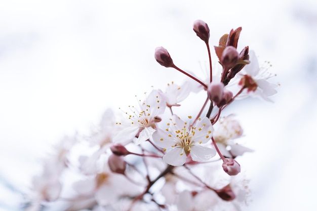 Kirschblüte oder Sakura-Blume auf Naturhintergrund