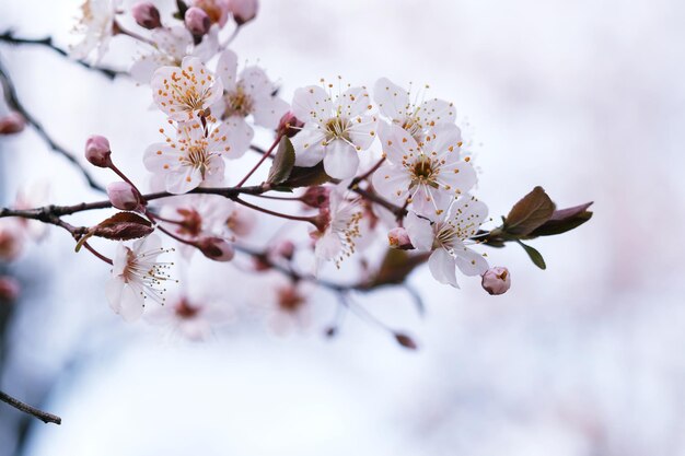 Kirschblüte oder Sakura-Blumen im Hintergrund der Natur