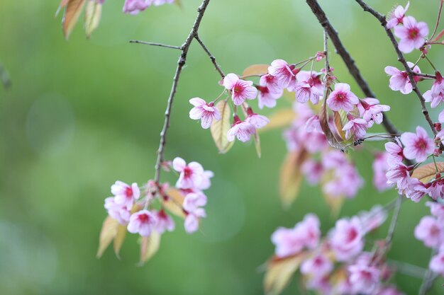 Kirschblüte, rosa Sakura-Blume