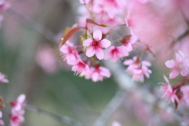 Kirschblüte, rosa Sakura-Blume