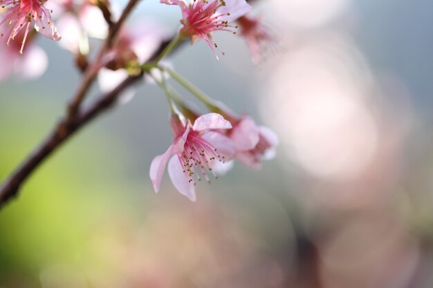 Kirschblüte, Sakura-Blumen