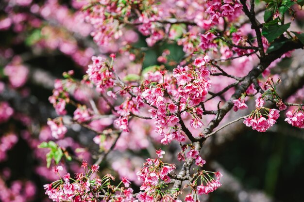 Kirschblüte Sakura im Frühling über blauem Himmel