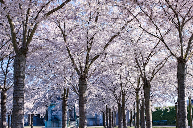 Kirschblüte (Sakura) im Langelinie Park. Kopenhagener Sakura Festival