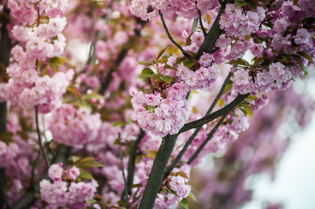 Kirschblüte. Sakura.