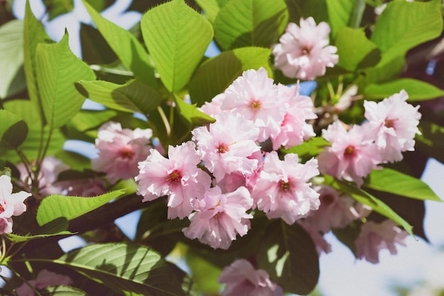 Kirschblüte schöne Sakura