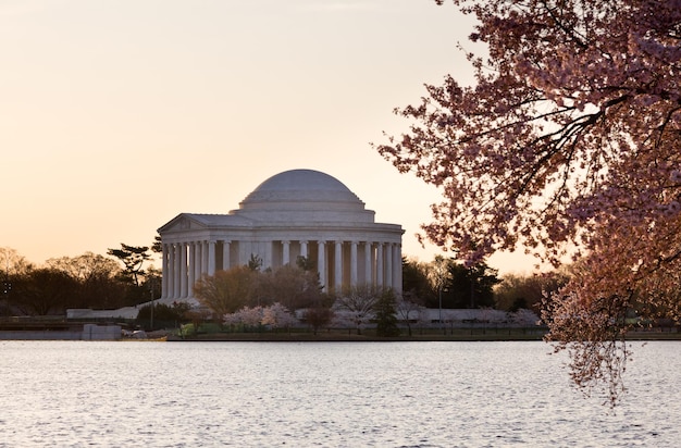 Kirschblüte und Jefferson Memorial