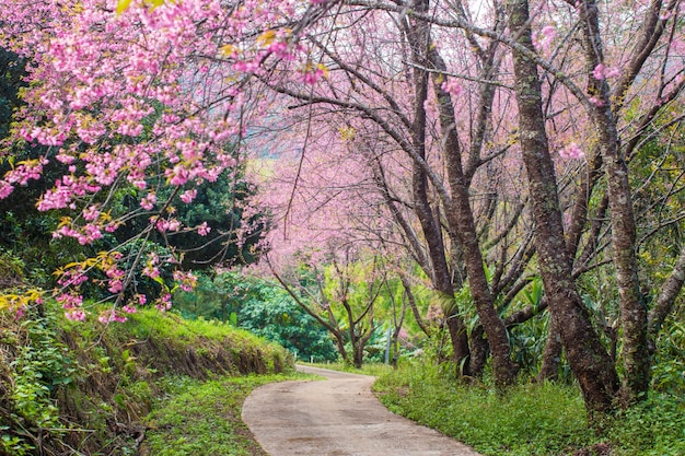 Foto kirschblüte und sakura auf der straße