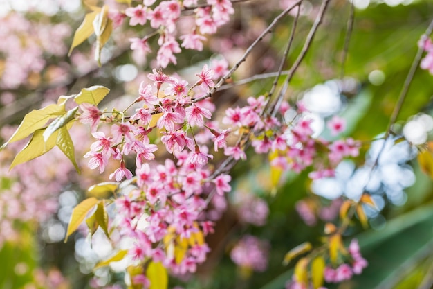 Kirschblüte und Sakura Tapete