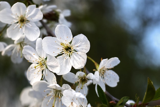 Kirschblüte weiß