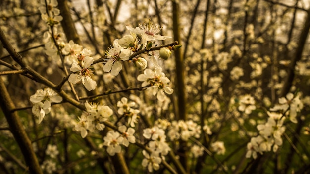 Kirschblüten an den Zweigen eines Kirschbaums