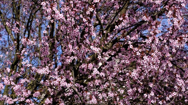 Foto kirschblüten an einem schönen frühlingstag