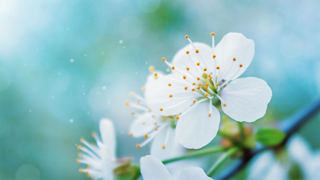 Kirschblüten auf blauem Hintergrund in Makro