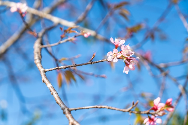 Kirschblüten auf dem Baum