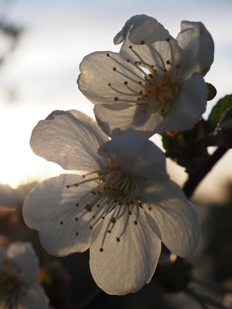 Kirschblüten auf dem Hintergrund der untergehenden Sonne
