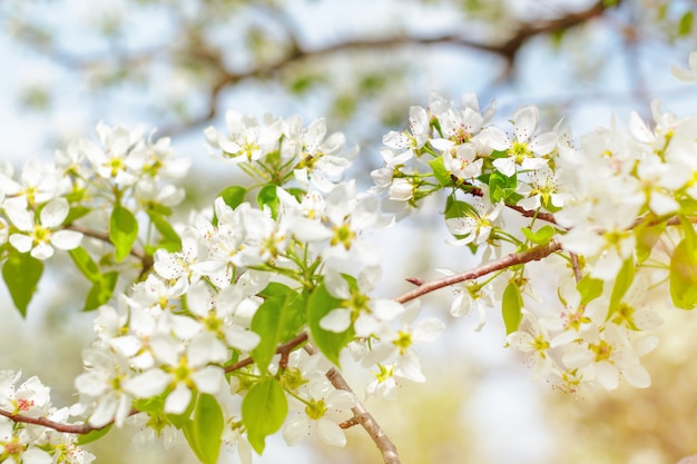 Kirschblüten auf den Zweigen