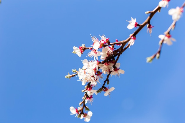 Kirschblüten auf einem Ast gegen den blauen Morgenhimmel