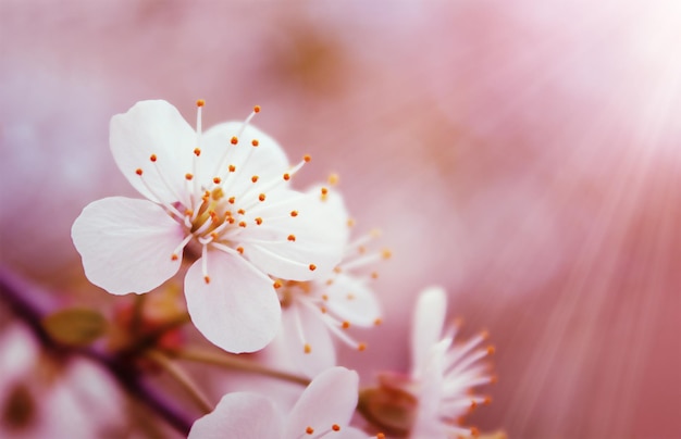 Kirschblüten auf rosa Hintergrund in Makro