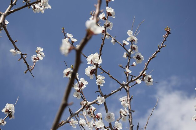 Kirschblüten auf Ästen gegen den Himmel