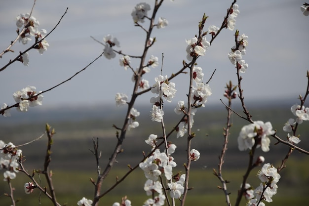 Kirschblüten auf Ästen gegen den Himmel