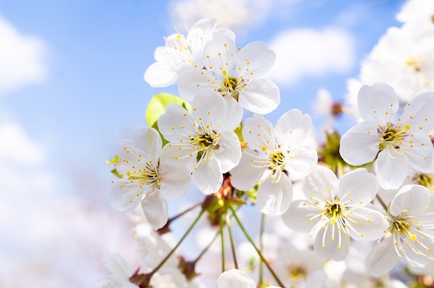 Kirschblüten Baum