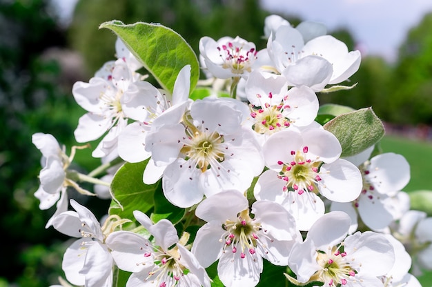 Kirschblüten Baum