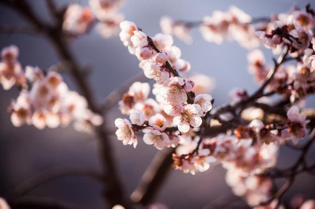 Kirschblüten blühen auf dem Baum